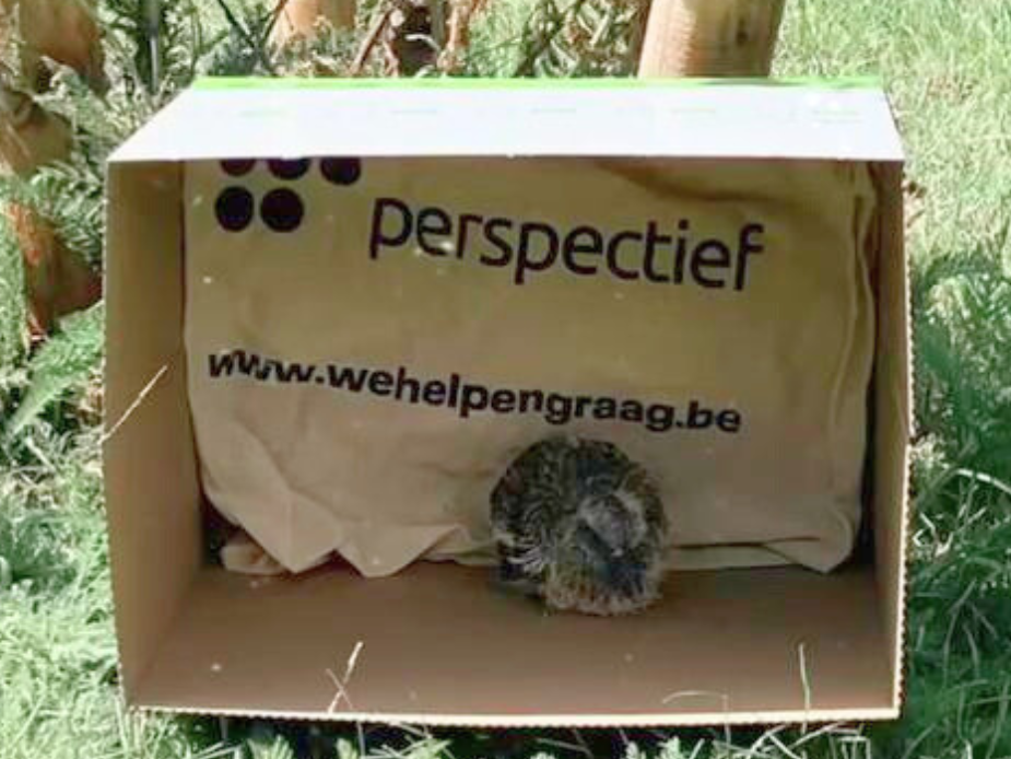 Er zijn altijd mensen met een warm hart die niet onverschillig blijven. Wie ziet dat iemand – mens of dier – hulp nodig heeft, kan niet zomaar voorbijgaan.